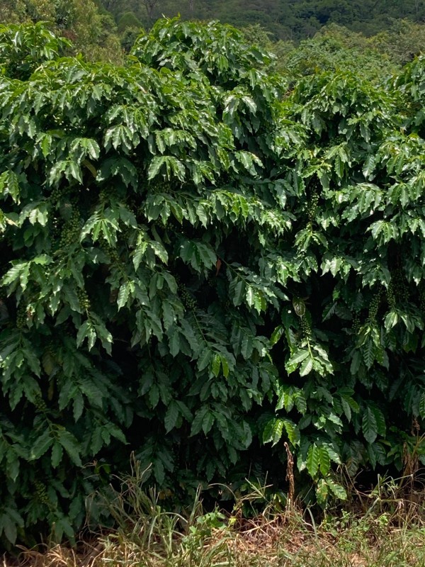 Fazenda, 346 hectares - Foto 12