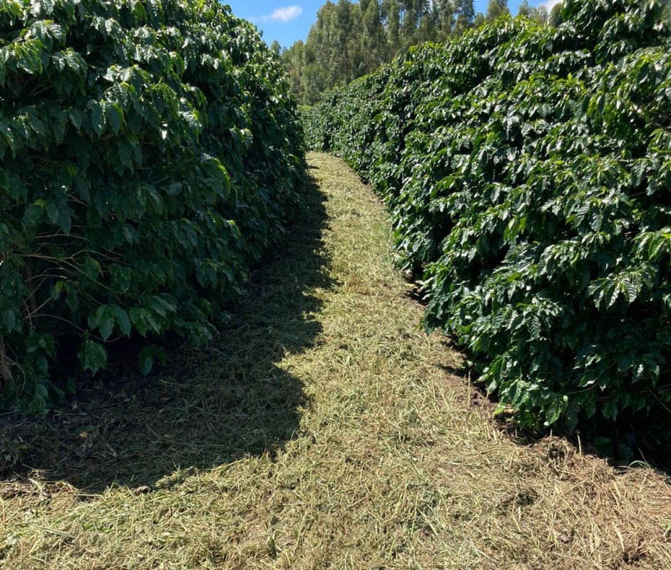 Fazenda, 346 hectares - Foto 6