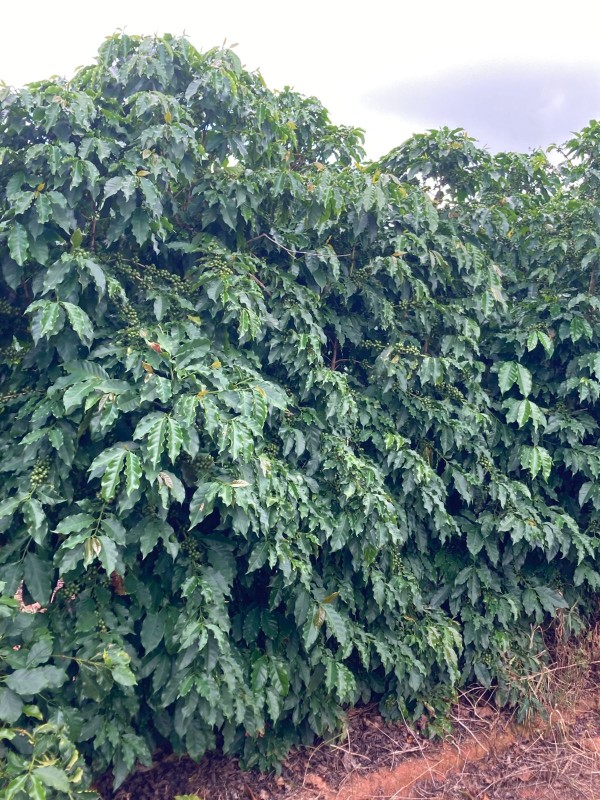 Fazenda, 346 hectares - Foto 19