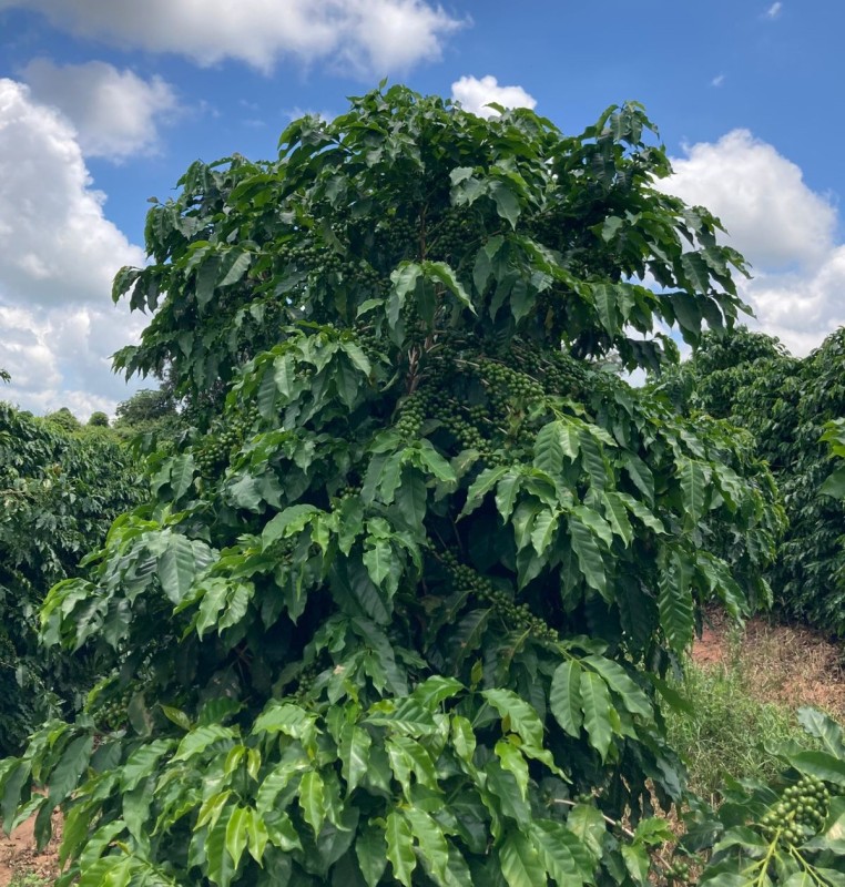 Fazenda, 346 hectares - Foto 16
