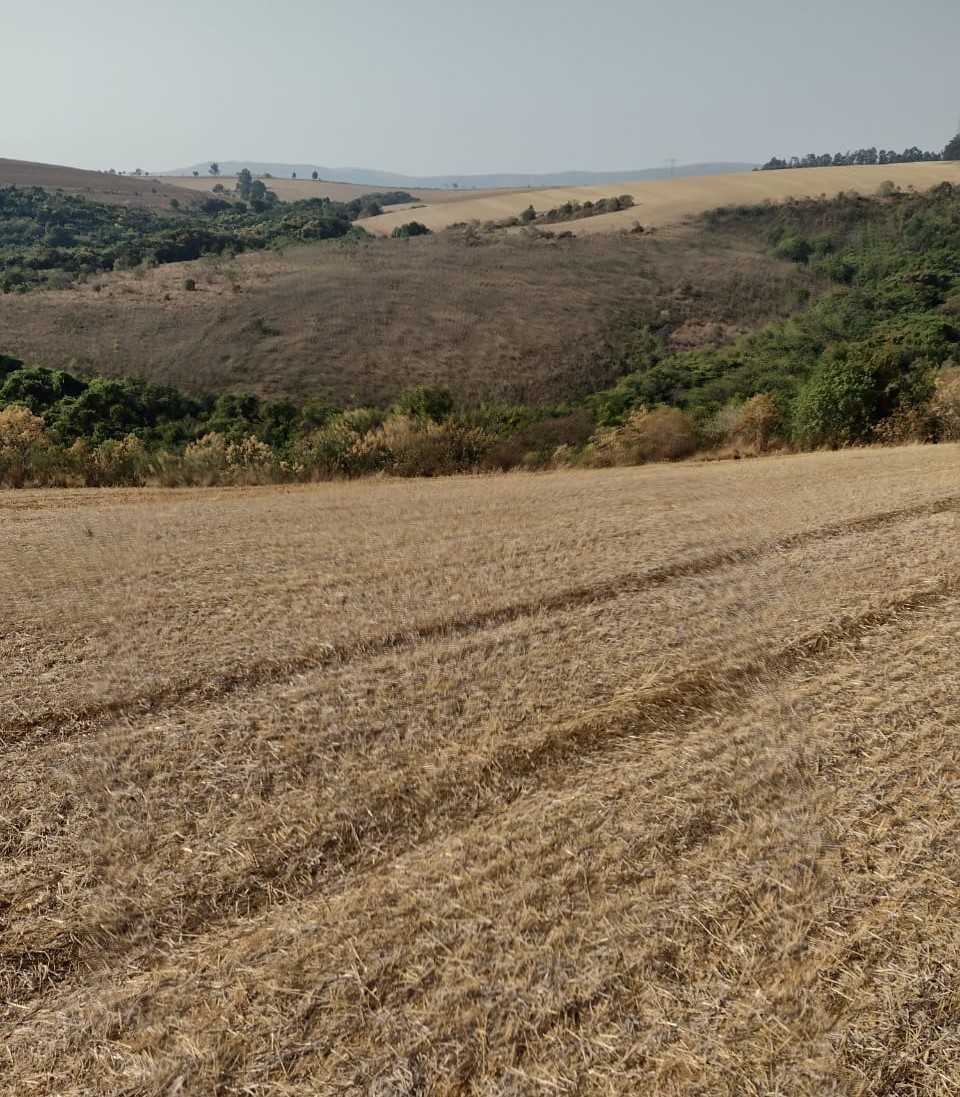 Fazenda, 200 hectares - Foto 18