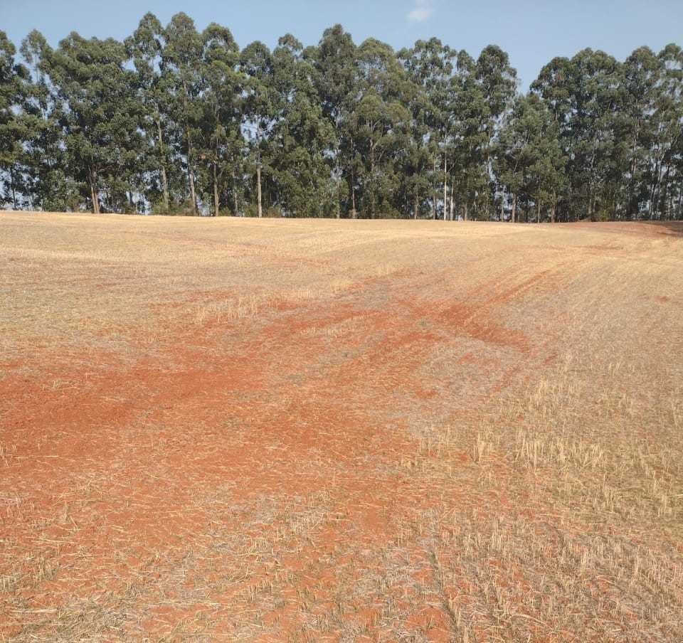 Fazenda, 200 hectares - Foto 10