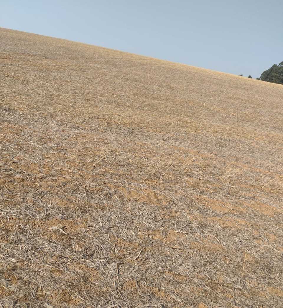 Fazenda, 200 hectares - Foto 12