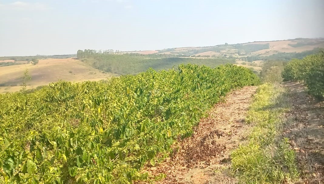 Fazenda, 420 hectares - Foto 10