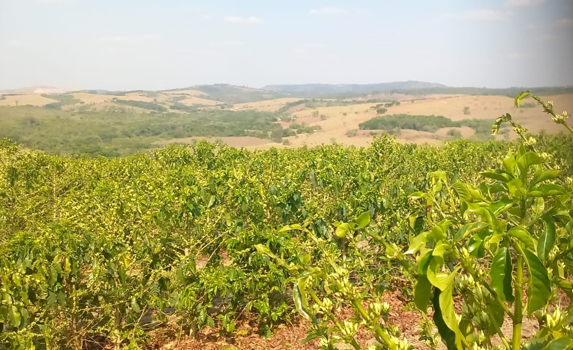 Fazenda, 420 hectares - Foto 7