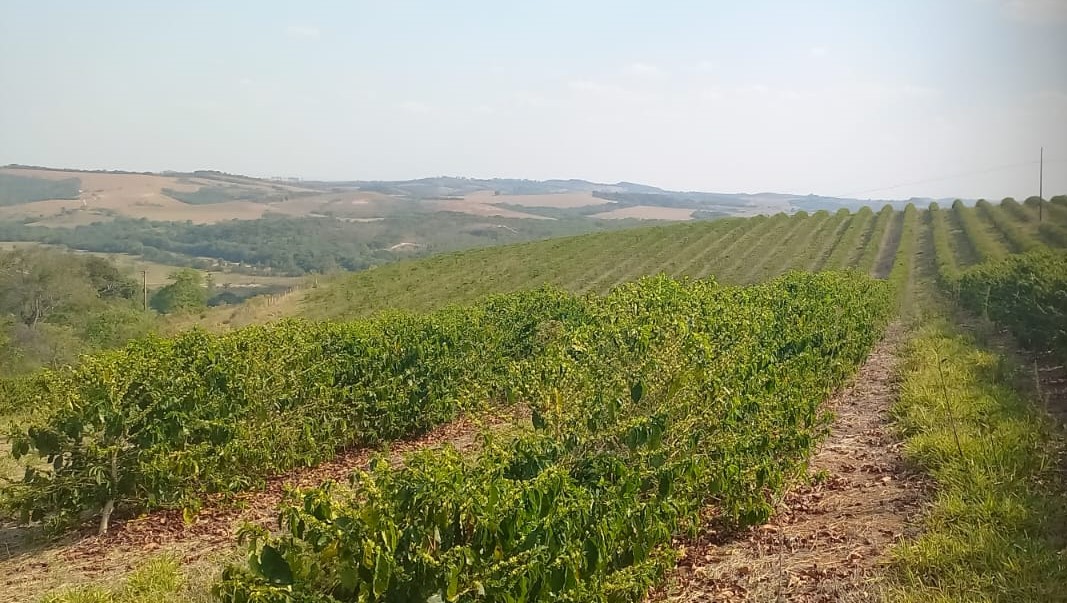 Fazenda, 420 hectares - Foto 19