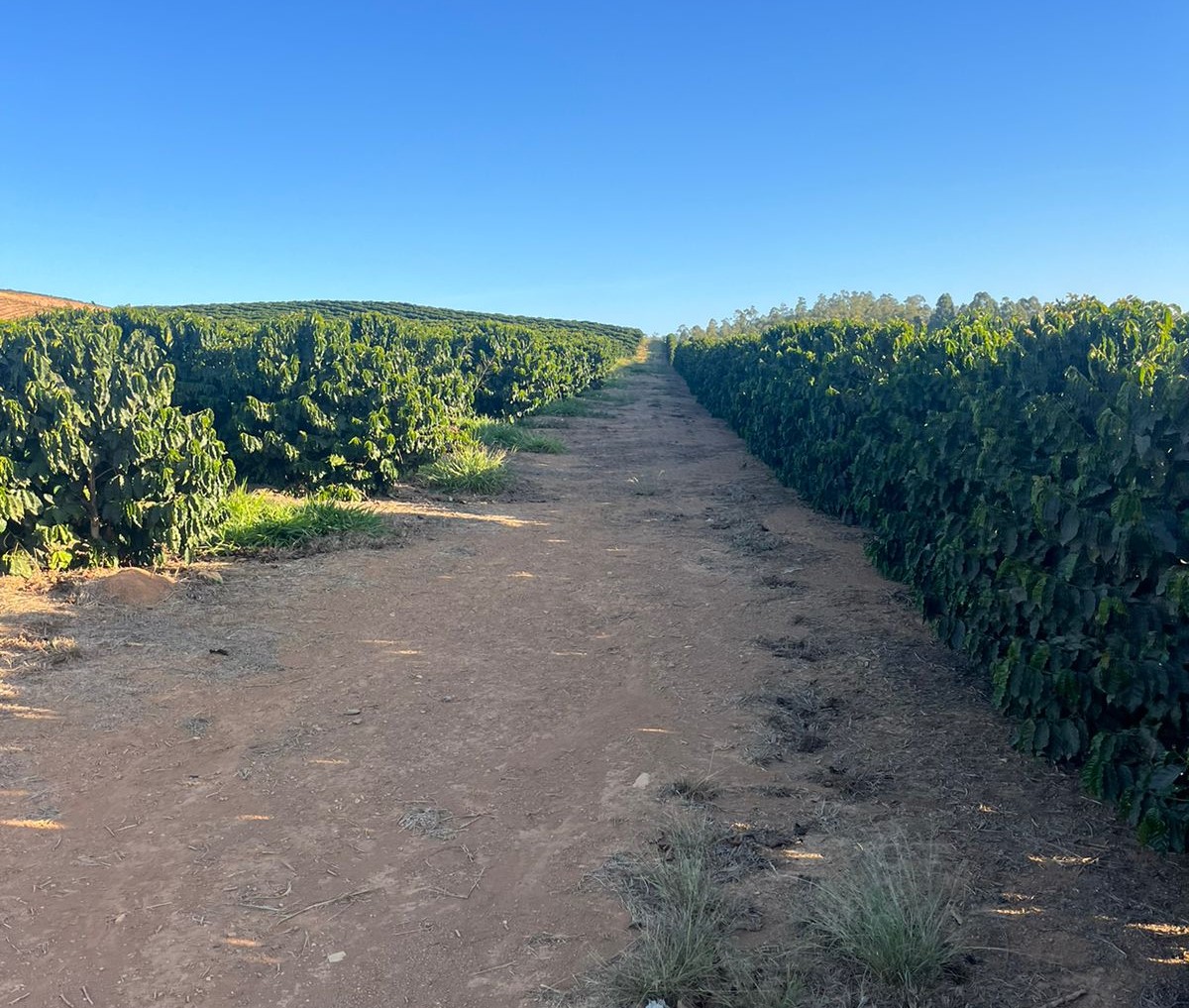 Sítio, 2 quartos, 303 m² - Foto 5