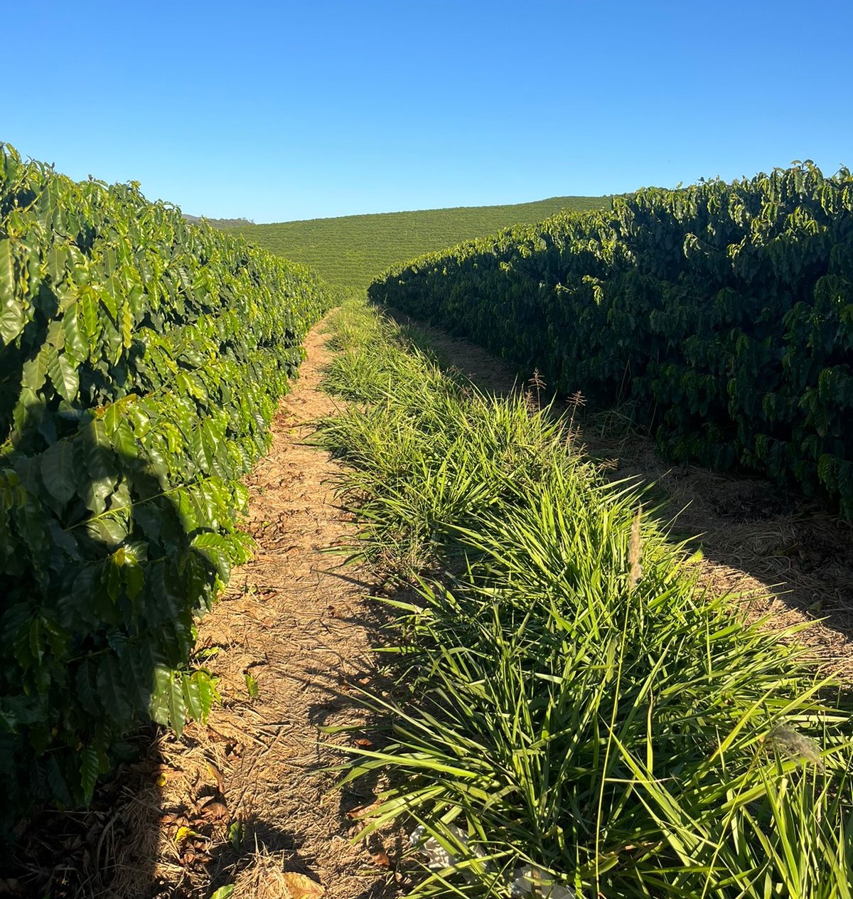 Sítio, 2 quartos, 303 m² - Foto 4