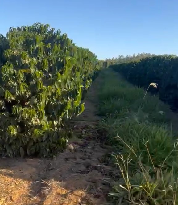 Sítio, 2 quartos, 303 m² - Foto 6