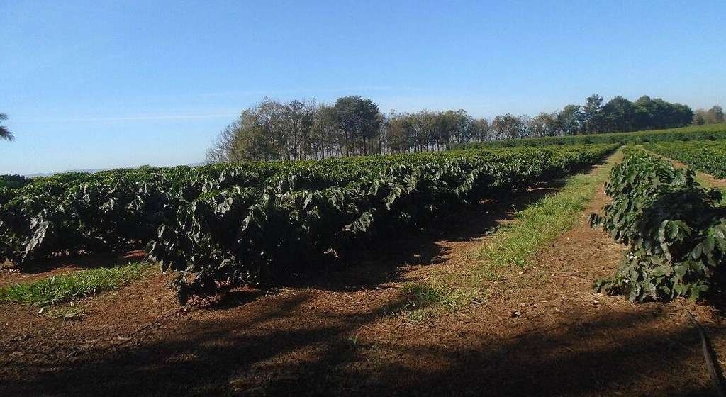 Fazenda, 13 m² - Foto 4