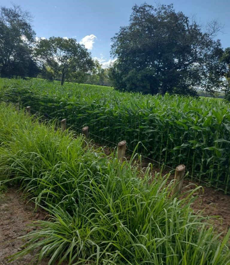 Fazenda, 247 hectares - Foto 14