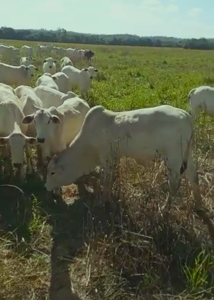 Fazenda, 247 hectares - Foto 5