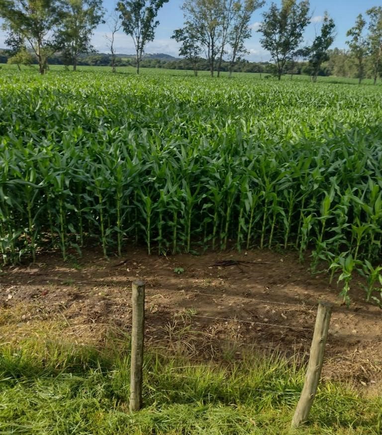 Fazenda, 247 hectares - Foto 13