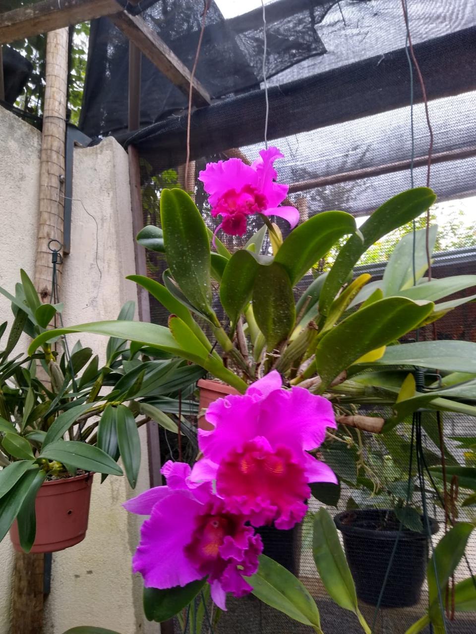 Chácara, 2 quartos - Foto 2