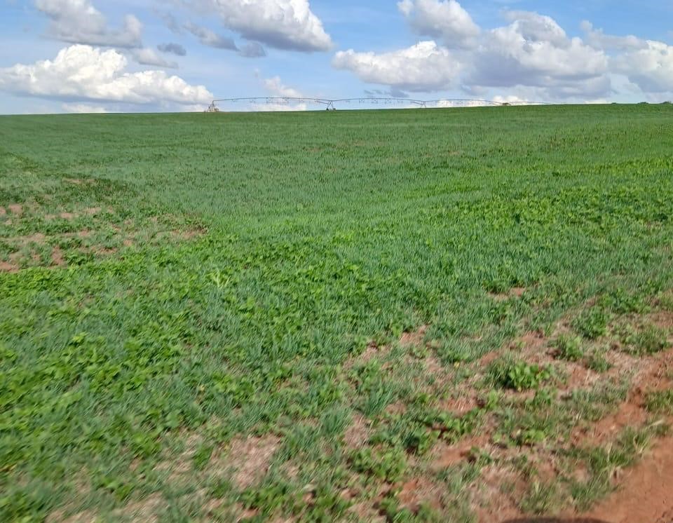 Fazenda, 3 quartos - Foto 8