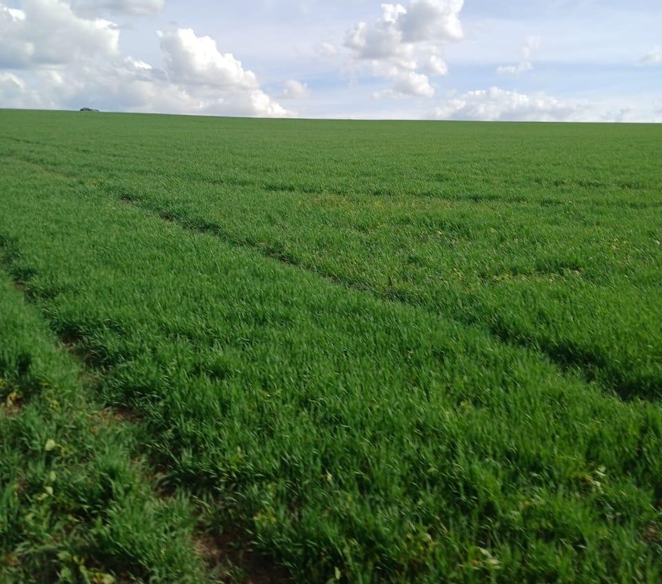 Fazenda, 3 quartos - Foto 12