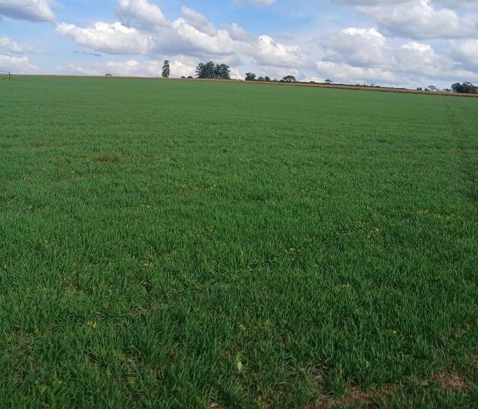 Fazenda, 3 quartos - Foto 13