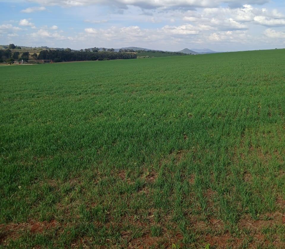 Fazenda, 3 quartos - Foto 10