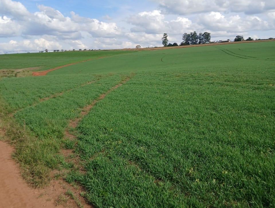 Fazenda, 3 quartos - Foto 11