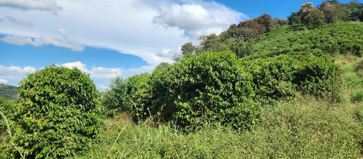 Fazenda, 90 hectares - Foto 5