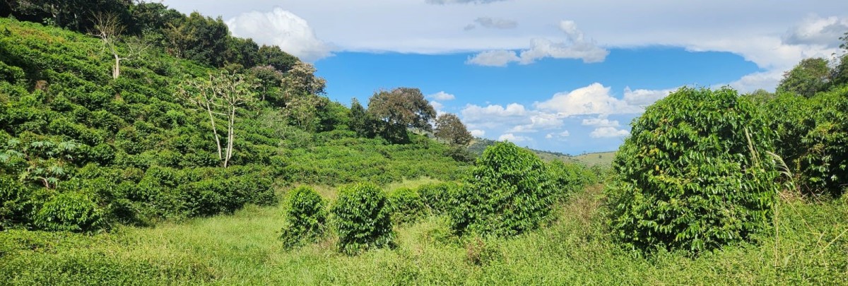 Fazenda, 90 hectares - Foto 7