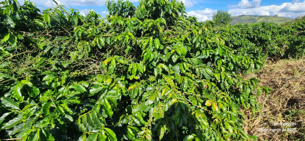 Fazenda, 90 hectares - Foto 1