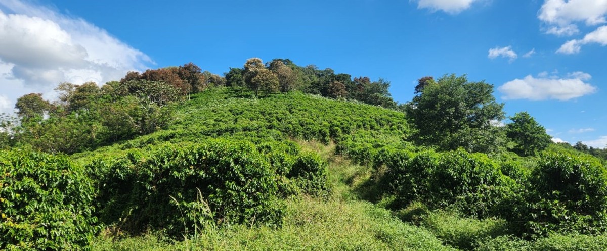Fazenda, 90 hectares - Foto 4