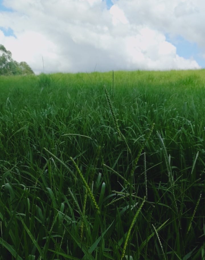 Fazenda, 724 hectares - Foto 6