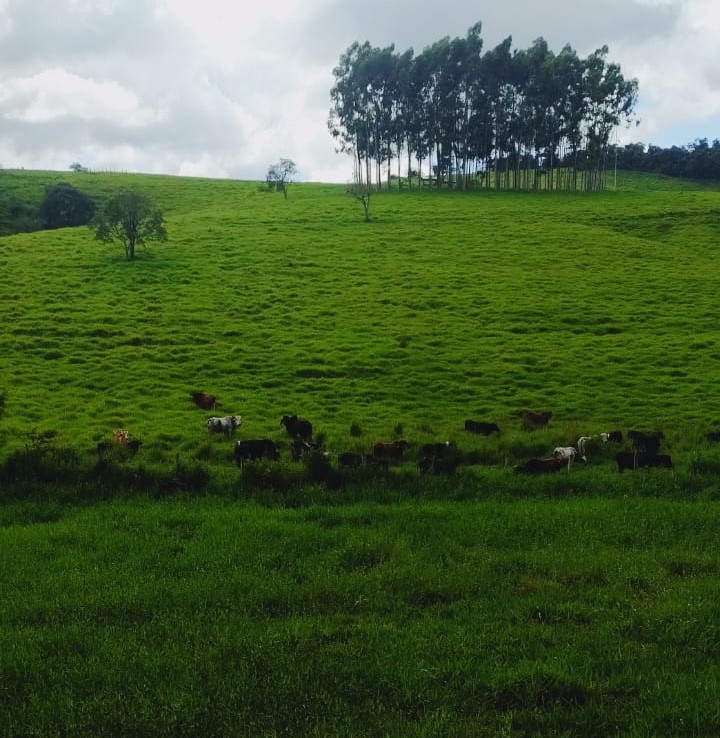 Fazenda, 724 hectares - Foto 17