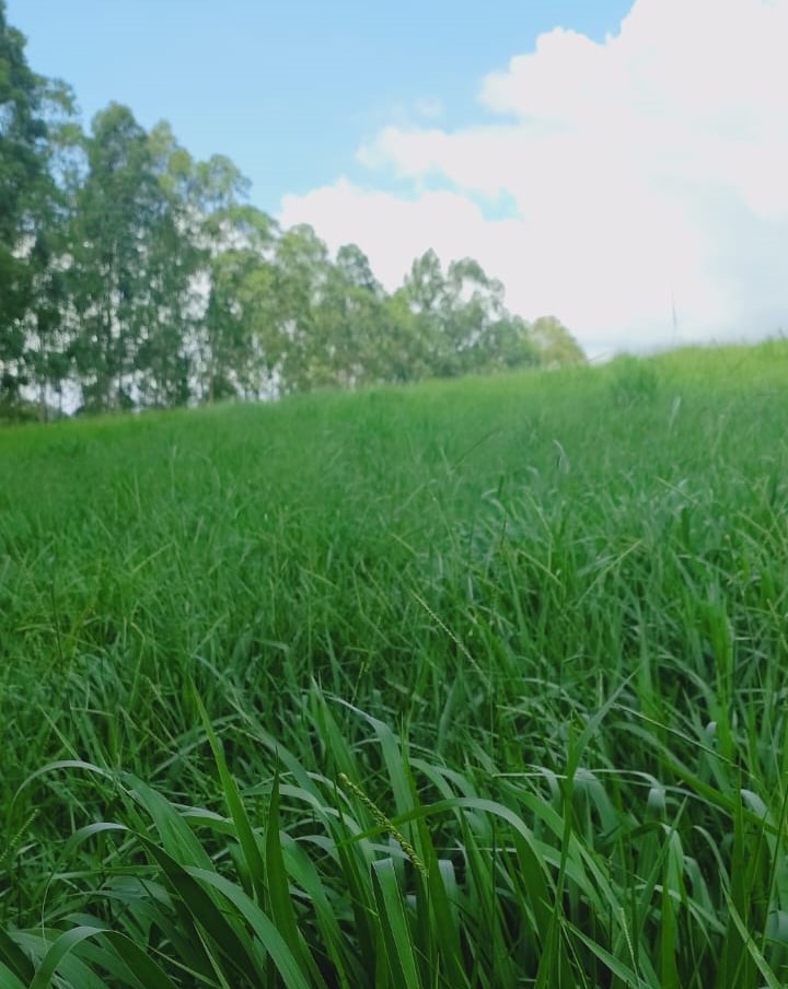 Fazenda, 724 hectares - Foto 3