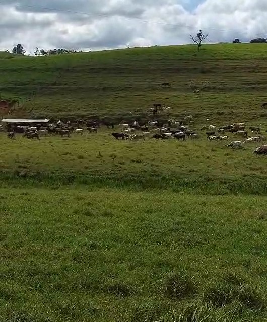 Fazenda, 724 hectares - Foto 12