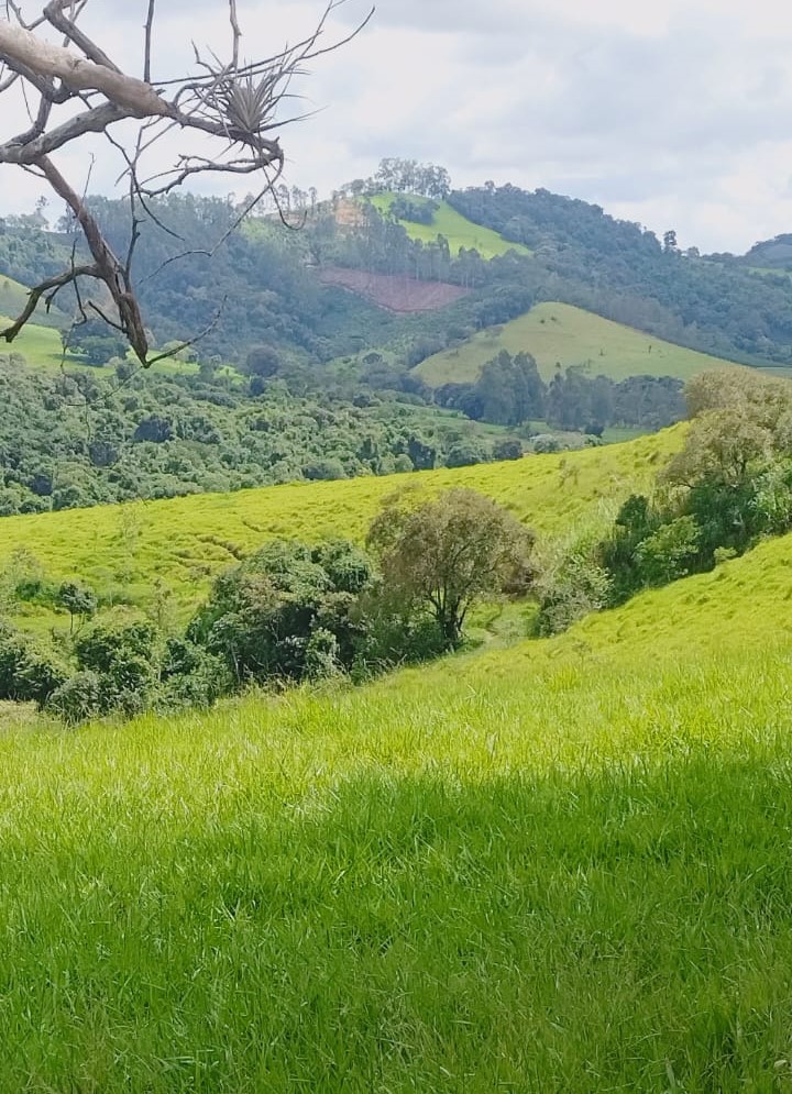 Fazenda, 724 hectares - Foto 7