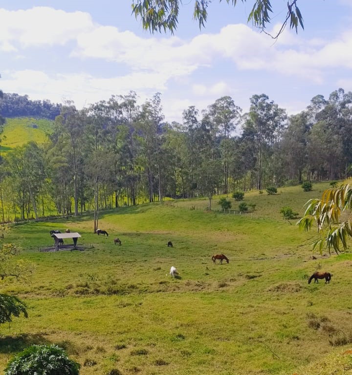 Fazenda, 724 hectares - Foto 4