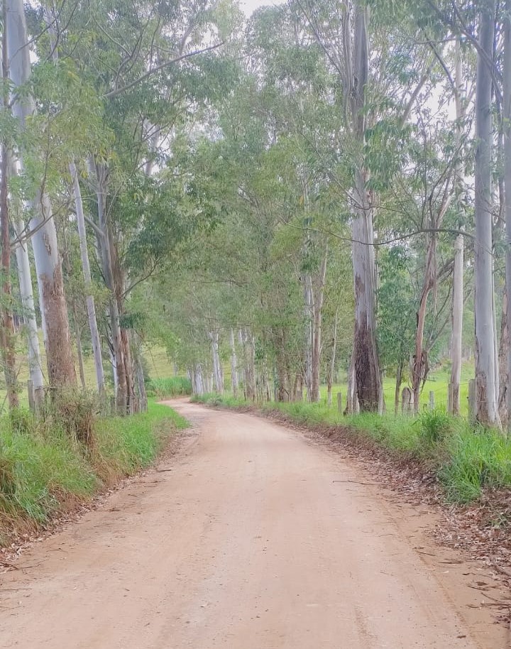 Fazenda, 724 hectares - Foto 23