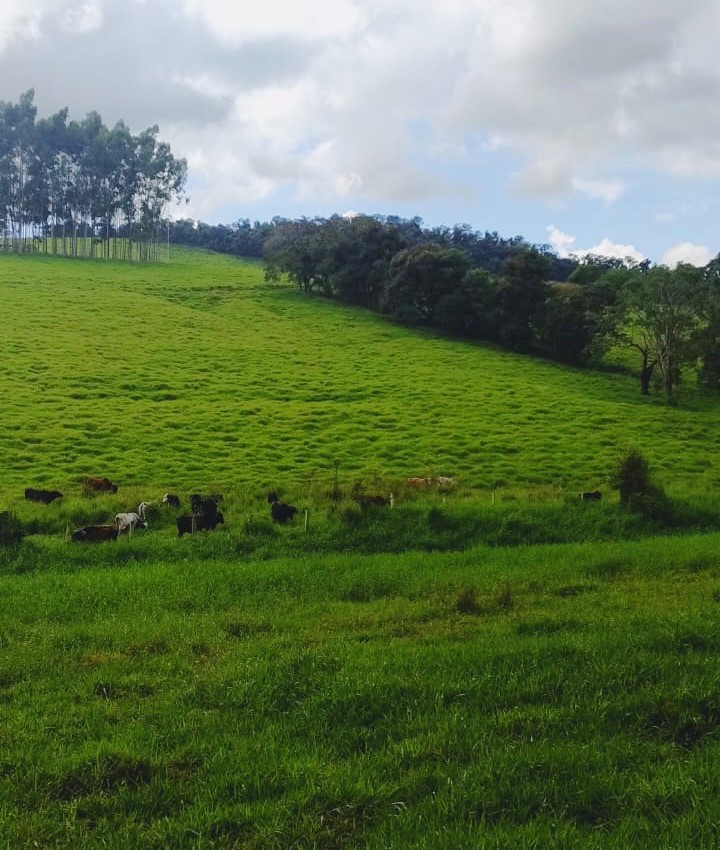 Fazenda, 724 hectares - Foto 8