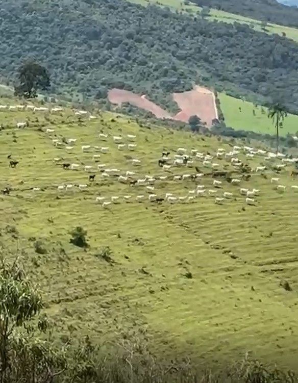 Fazenda, 365 hectares - Foto 13