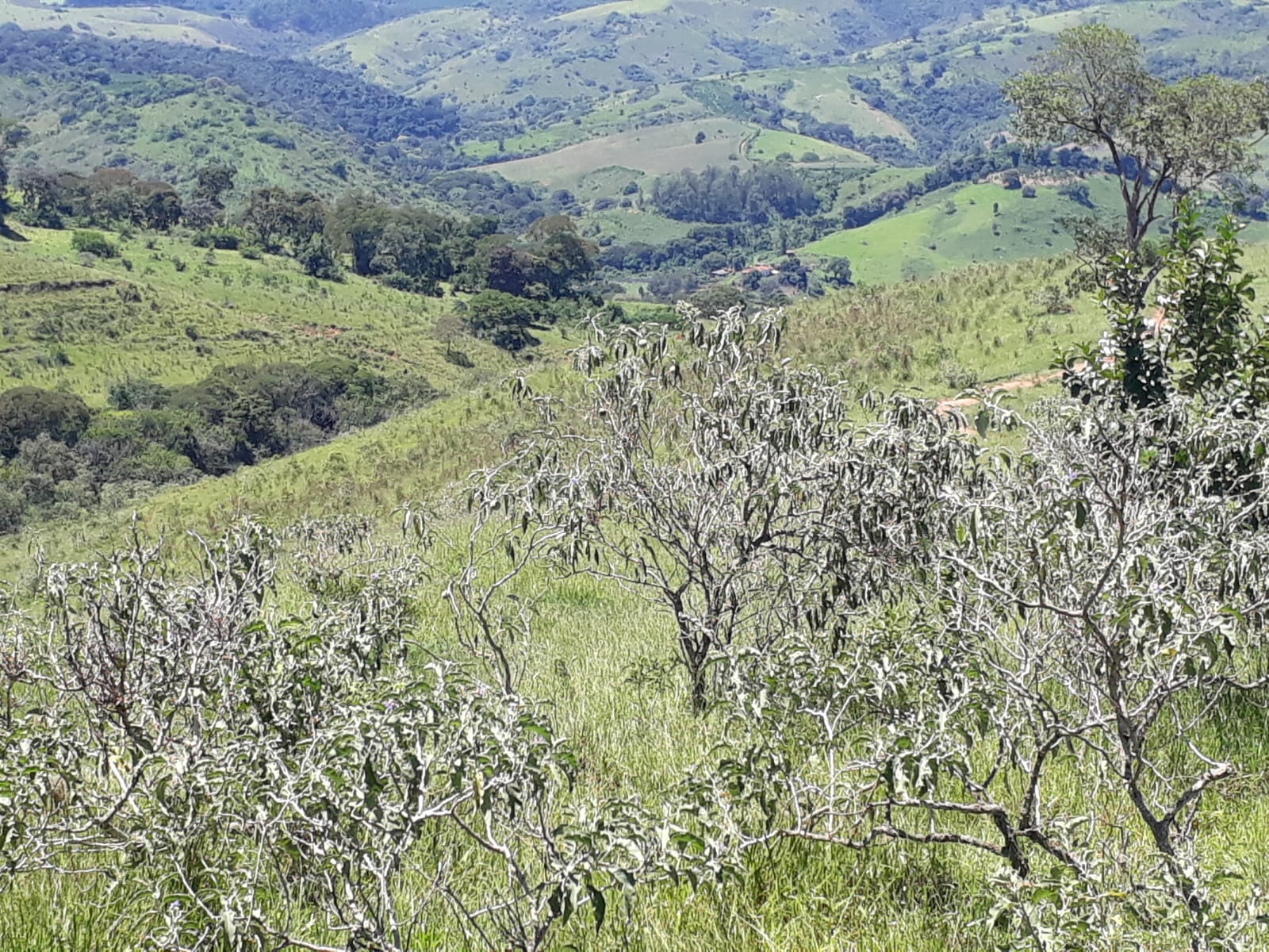 Fazenda, 365 hectares - Foto 11