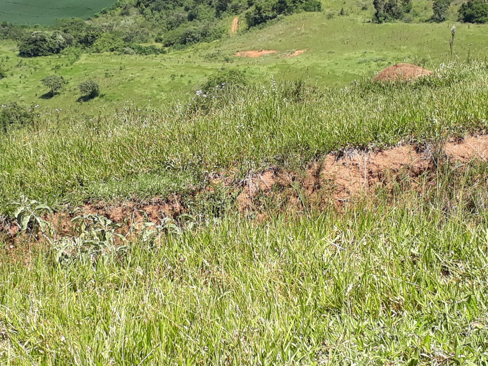 Fazenda, 365 hectares - Foto 9