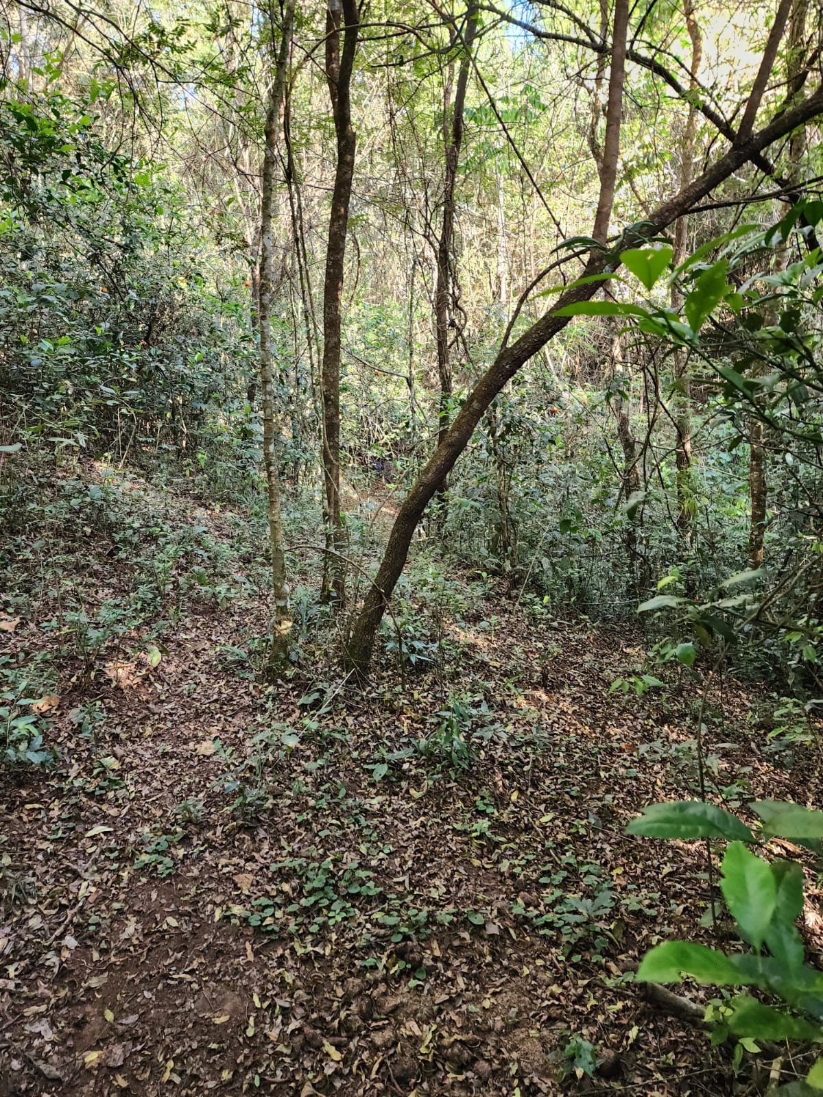 Sítio, 2 quartos, 166 m² - Foto 23