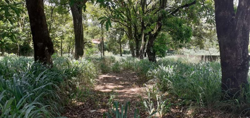 Terreno, 5000 m² - Foto 4