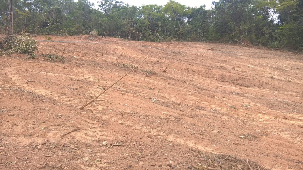 Chácara, 1 quarto - Foto 4