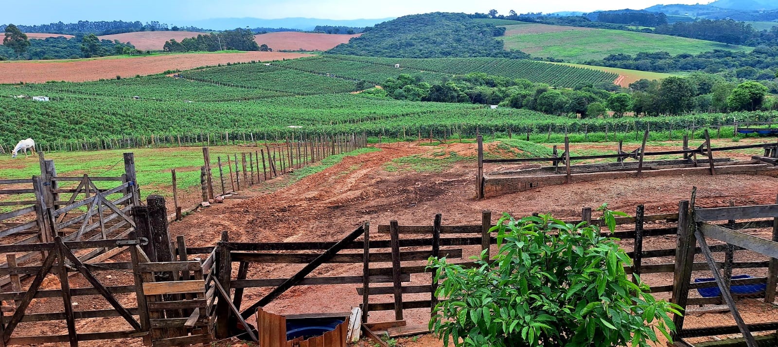 Sítio, 3 quartos, 252 m² - Foto 3