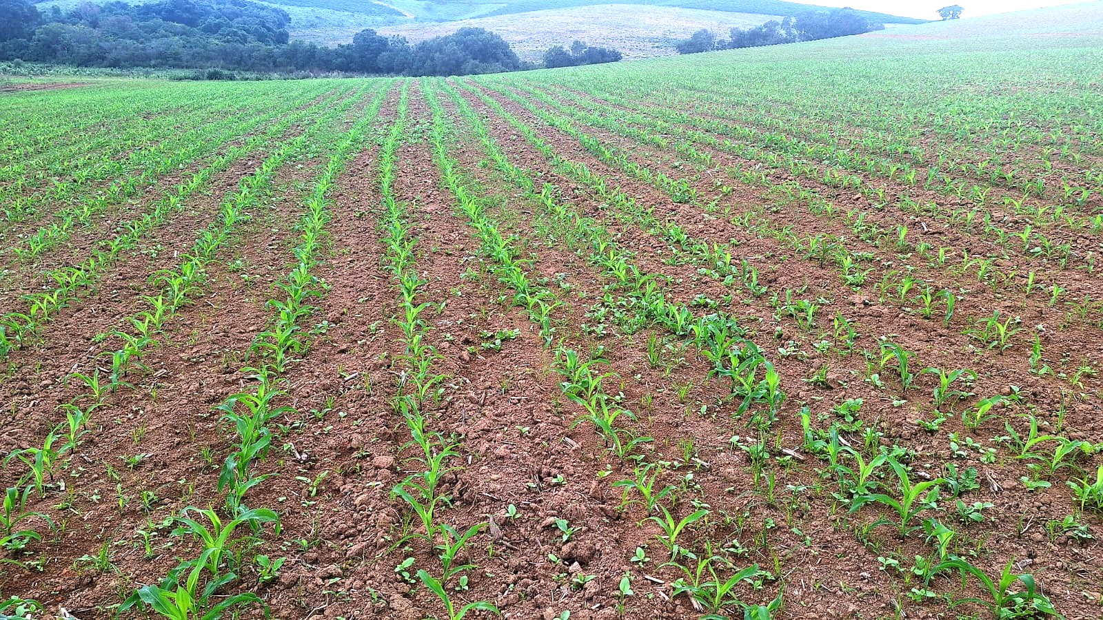 Sítio, 3 quartos, 252 m² - Foto 10