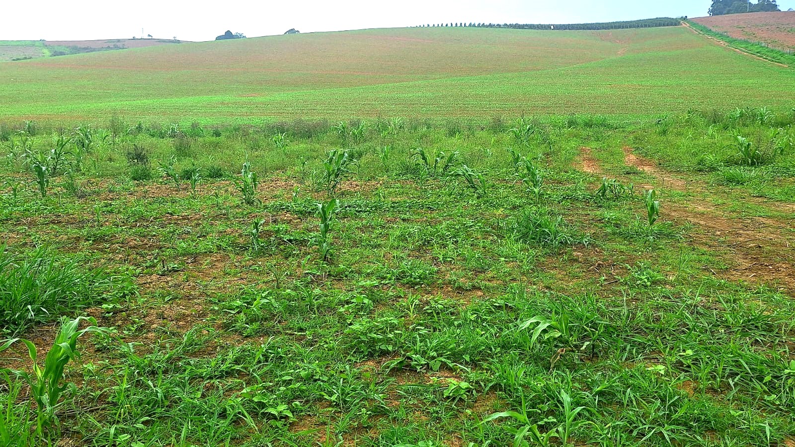 Sítio, 3 quartos, 252 m² - Foto 11