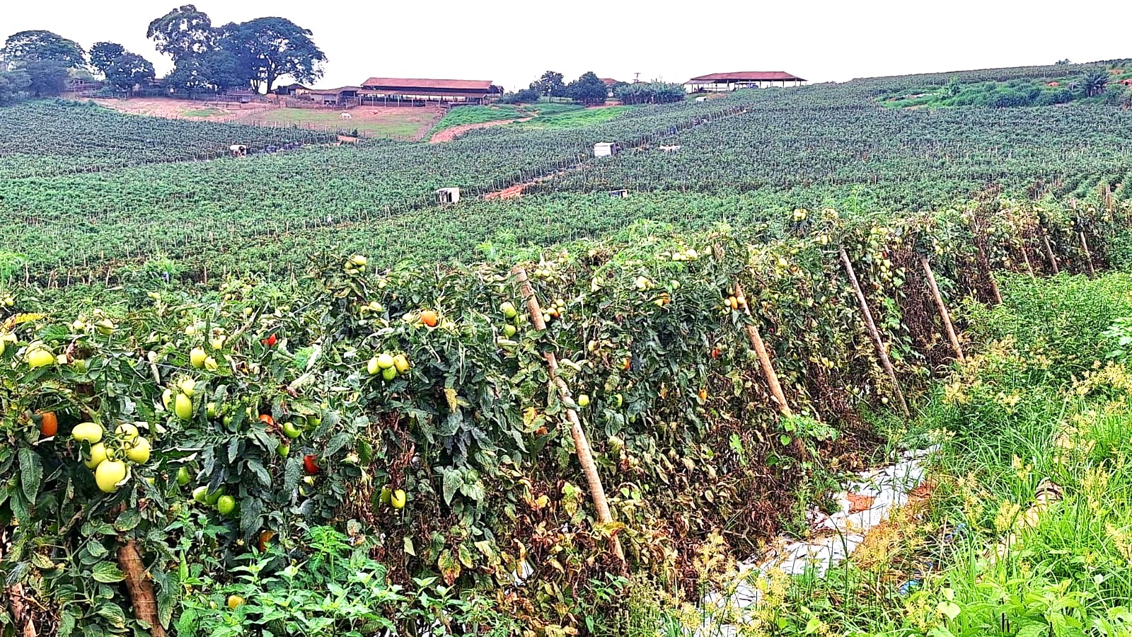 Sítio, 3 quartos, 252 m² - Foto 5