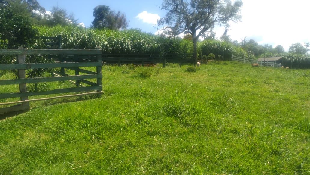 Fazenda, 53 hectares - Foto 21