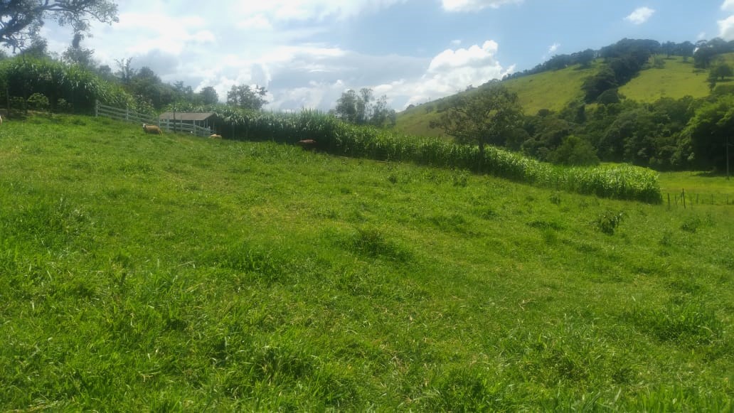 Fazenda, 53 hectares - Foto 22