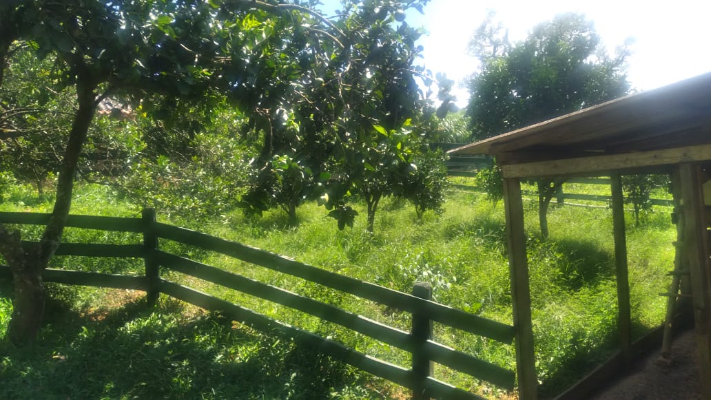 Fazenda, 53 hectares - Foto 15