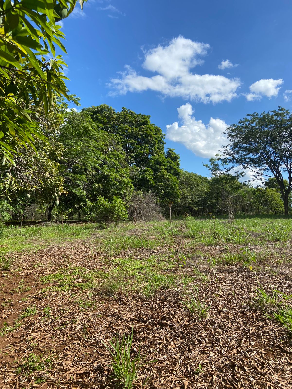 Chácara, 3 quartos, 4 hectares - Foto 16