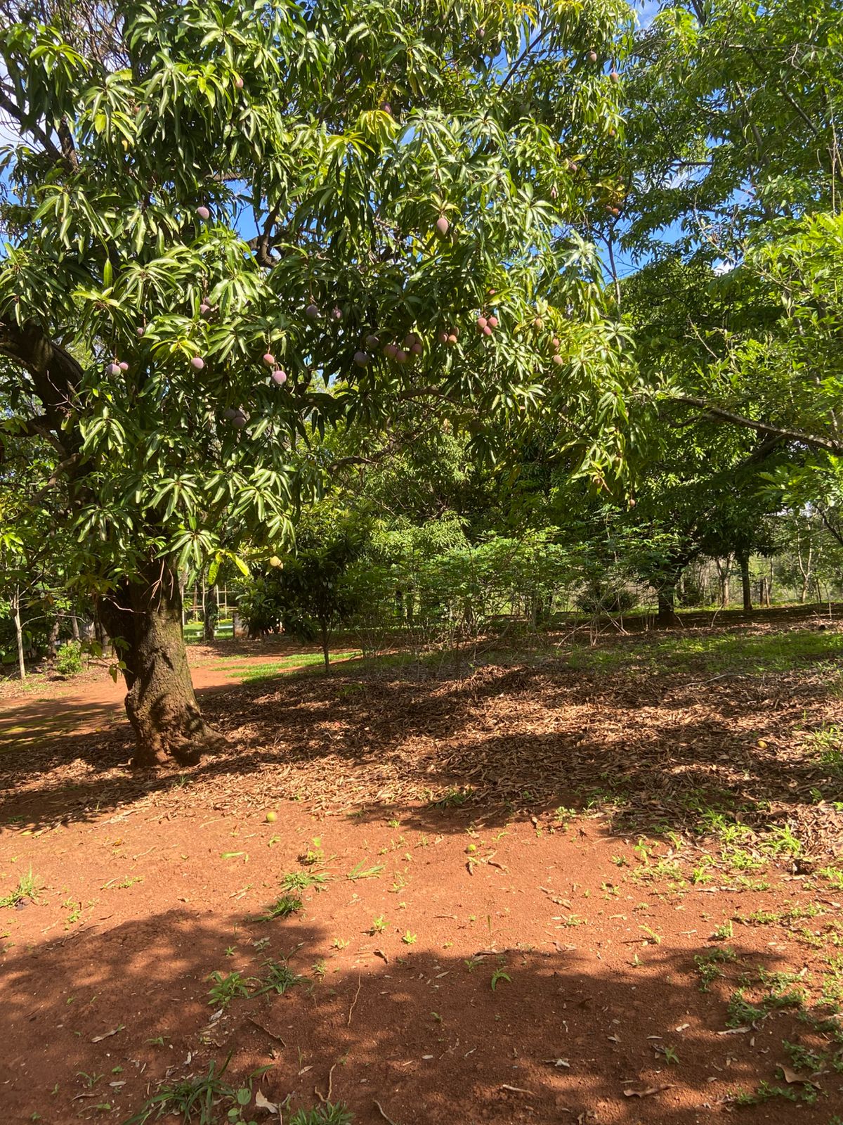 Chácara, 3 quartos, 4 hectares - Foto 15